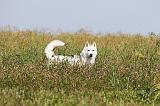 SIBERIAN HUSKY 155